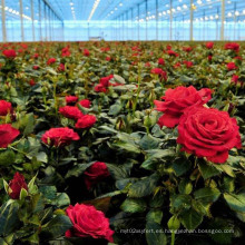 Fertilizante esencial para Rose